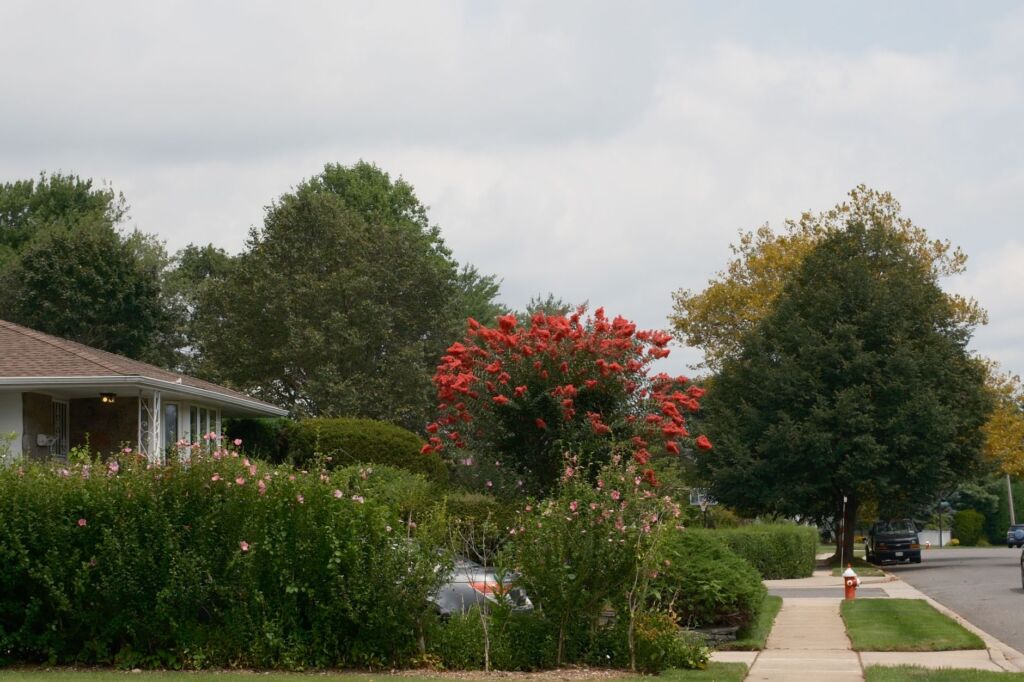 Intro Mold Removal in Flower Mound